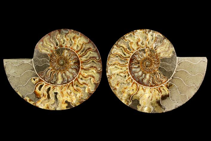 Agatized Ammonite Fossil - Crystal Filled Chambers #145225